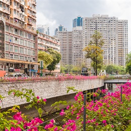 Given the limited space to add planting to the revitalised river, Bougainvillea (<i>Bougainvillea spectabilis</i>) is used effectively to create an attractive border to the river.